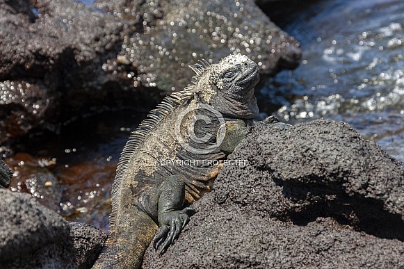 Galapagos Marine Iguana Galapagos Marine Iguana