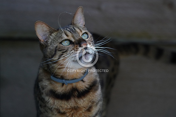 Bengal Cat