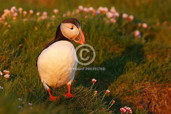 Puffin the birds from the arctic. Puffin the birds from the arctic.