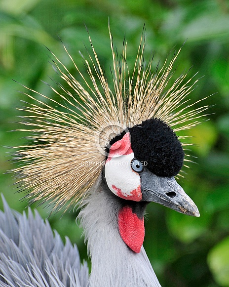 crowned crane crowned crane