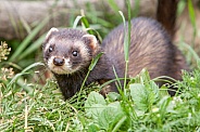 Polecat emerging from cover