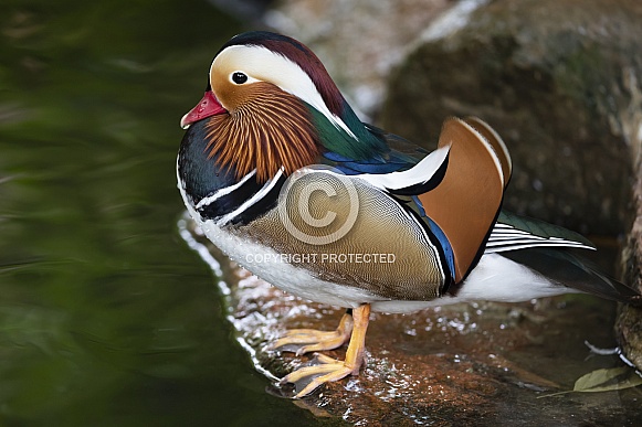 Mandarin duck (Aix Galericulata) Mandarin duck (Aix Galericulata)