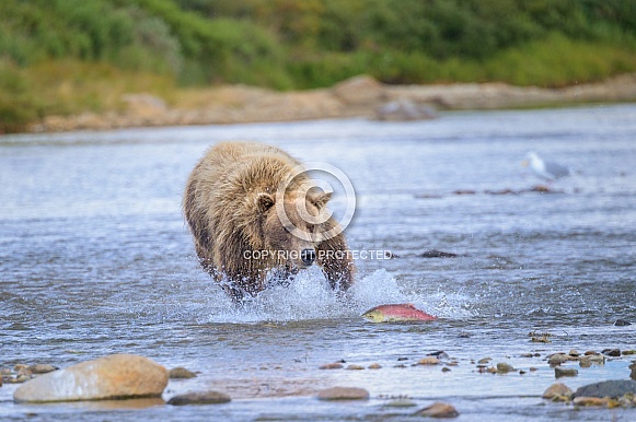 Brown Bear