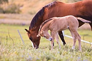 Quarterhorse Mare and Foal