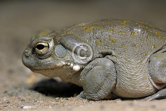 Colorado River toad Colorado River toad