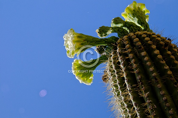 Saguaro Cactus Blooms and Buds