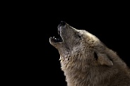 Arctic Wolf Howling Close up