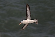 Black browed Albatross