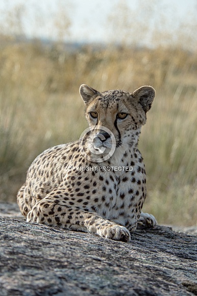 Cheetah Cheetah