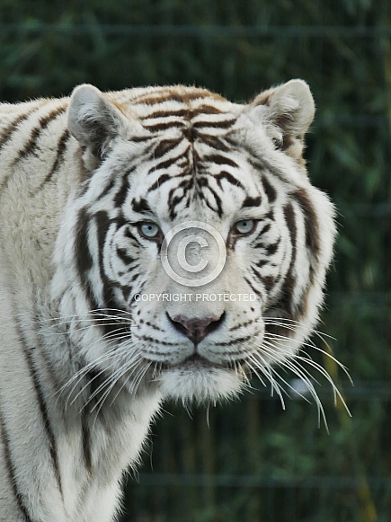 White Tiger (Amur) White Tiger (Amur)