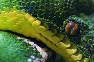 Green Tree Python Close Up