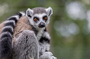 Ring-tailed Lemur