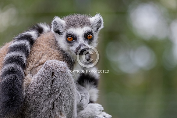 Ring-tailed Lemur