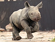 Black Rhino baby