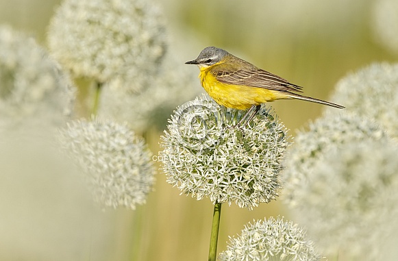 Yellow Wagtail bird Yellow Wagtail bird