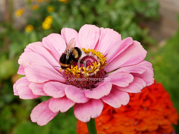 Bumblebee on zinnia