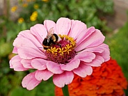 Bumblebee on zinnia