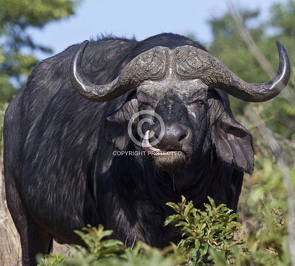 Buffalo - Okavango Delta Buffalo - Okavango Delta