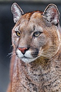 Puma / Cougar