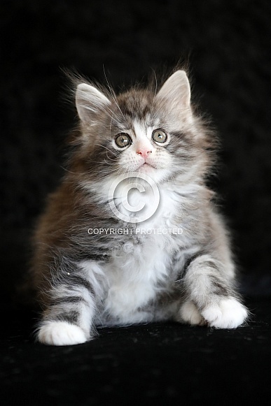 Maine Coon