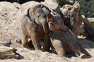 Young elephant (Elephas maximus)