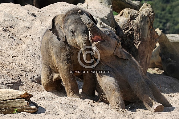 Young elephant (Elephas maximus)