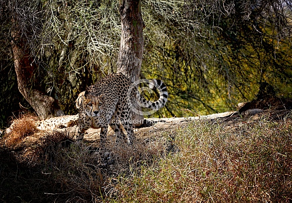 Cheetah