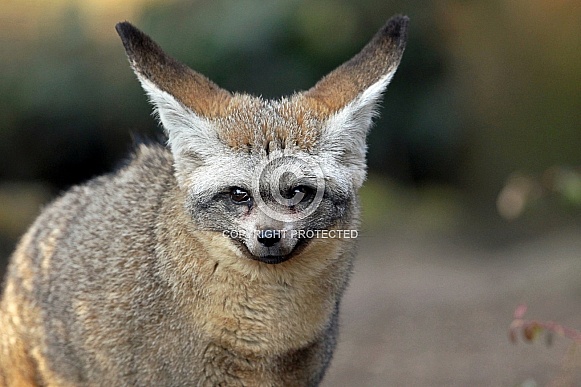 Bat-Eared Fox