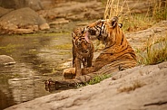 Beautiful tiger in the nature habitat. Tiger pose in amazing light. Wildlife scene with wild animal. Indian wildlife. Indian tiger. Panthera tigris tigris.