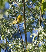 Male Yellow Warbler Singing in the Tree