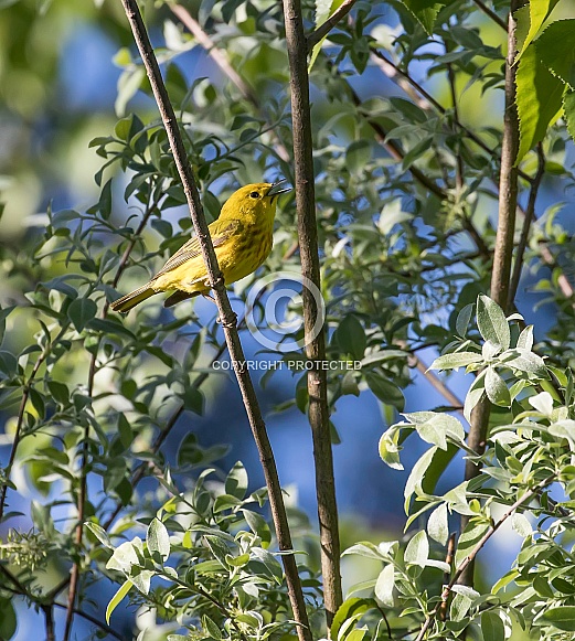 Male Yellow Warbler Singing in the Tree Male Yellow Warbler Singing in the Tree