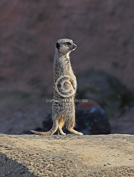 Meerkat
