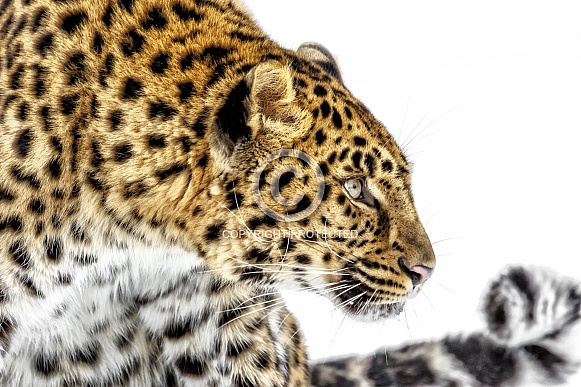 Amur Leopard-Leopard Profile Amur Leopard-Leopard Profile