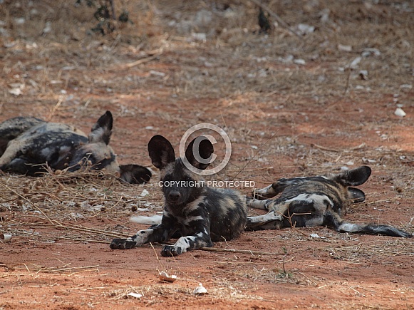 African Wild Dog (Painted dog)