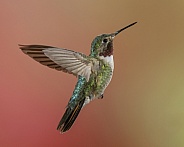 Broad-tailed Hummingbird - Male
