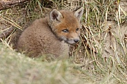 Red fox cubs in there natural habitat