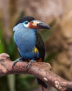 Red Billed Toucan