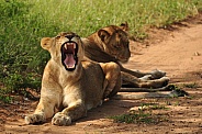 Lionesses (wild)