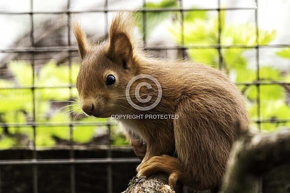 Red Squirrel Close Up Sitting