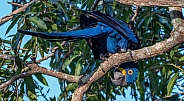 Curious Macaw