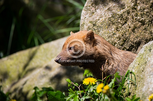 Bush dog