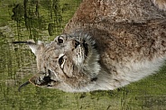 Canadian Lynx