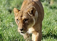 Lioness Stalking