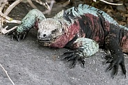 Galápagos Marine Iguana (Female)