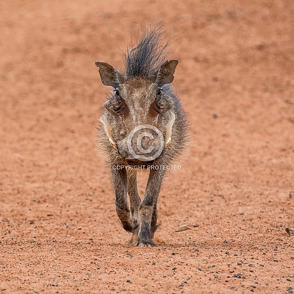 Warthog