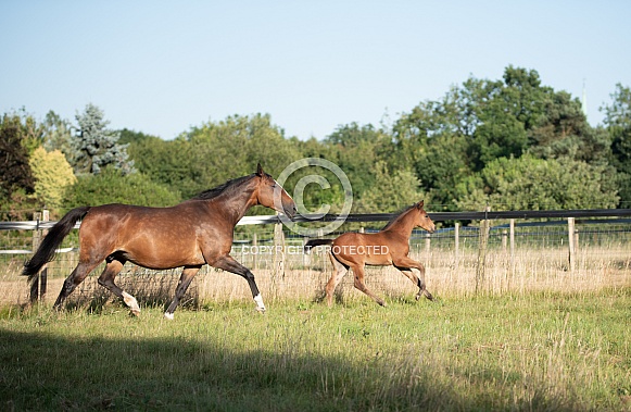Bay Mare and filly Foal