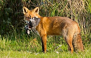 Red Fox snd prey