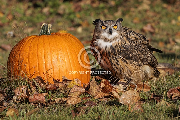 Eurasian Eagle Owl
