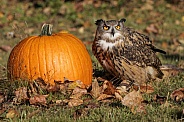 Eurasian Eagle Owl