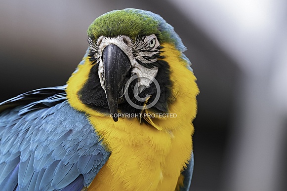 Blue and Gold Macaw Close Up Blue and Gold Macaw Close Up